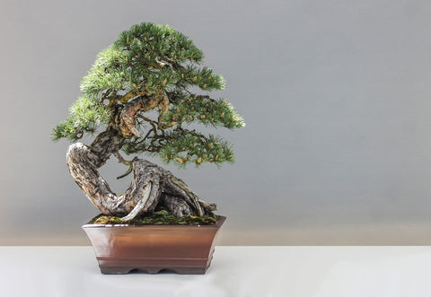 Black spruce bonsai tree