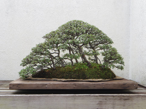 wide bonsai tree
