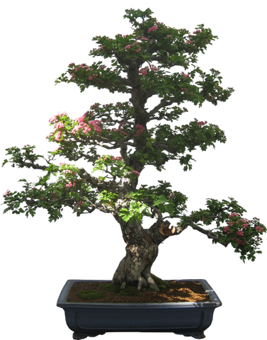Thick bonsai trunk
