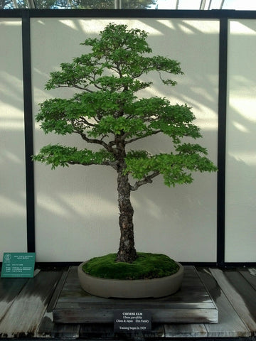 tall bonsai tree