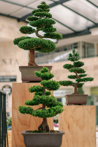 shaped bonsai trees