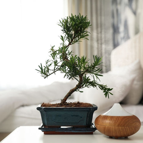 Small Bonsai tree