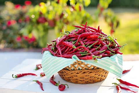 Basket filled with Fresh Chili peppers