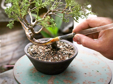 Creating deadwood painting and bleaching bonsai tree with lime sulfur