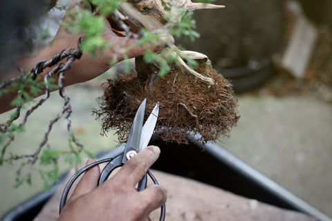 Cutting and pruning bonsai tree roots