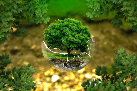 Bonsai in a broken glass ball