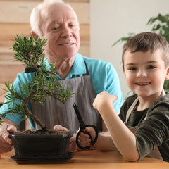 Grandfather pruning bonsai tree with grandson