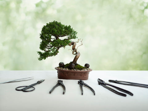 Bonsai tree tools 