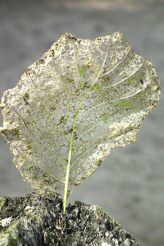 leaf eaten by pests