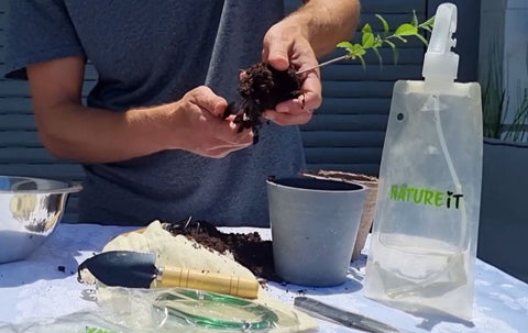 Pruning Bonsai roots when re-potting