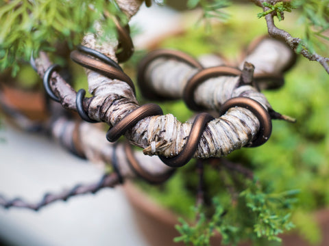 Wired Bonsai branch training 