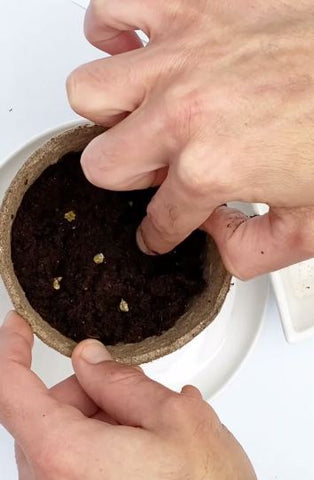Sowing Bonsai tree seeds in biodegradable pot