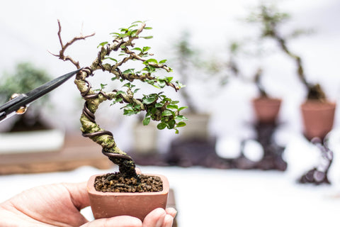 Single and double wiring a small bonsai tree 