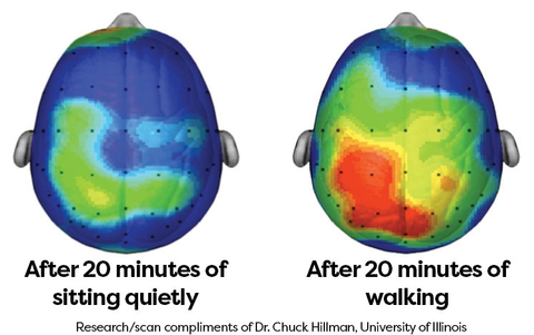 Brain after sitting for 20 minutes vs Brain after walking for 20 minutes