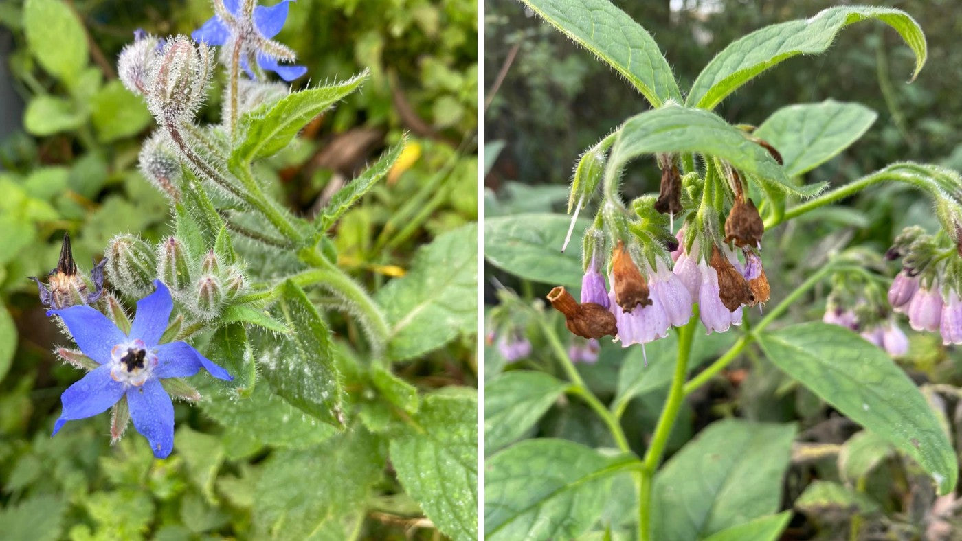 Borage (starflower) and Comfrey growing by Faye's boat 