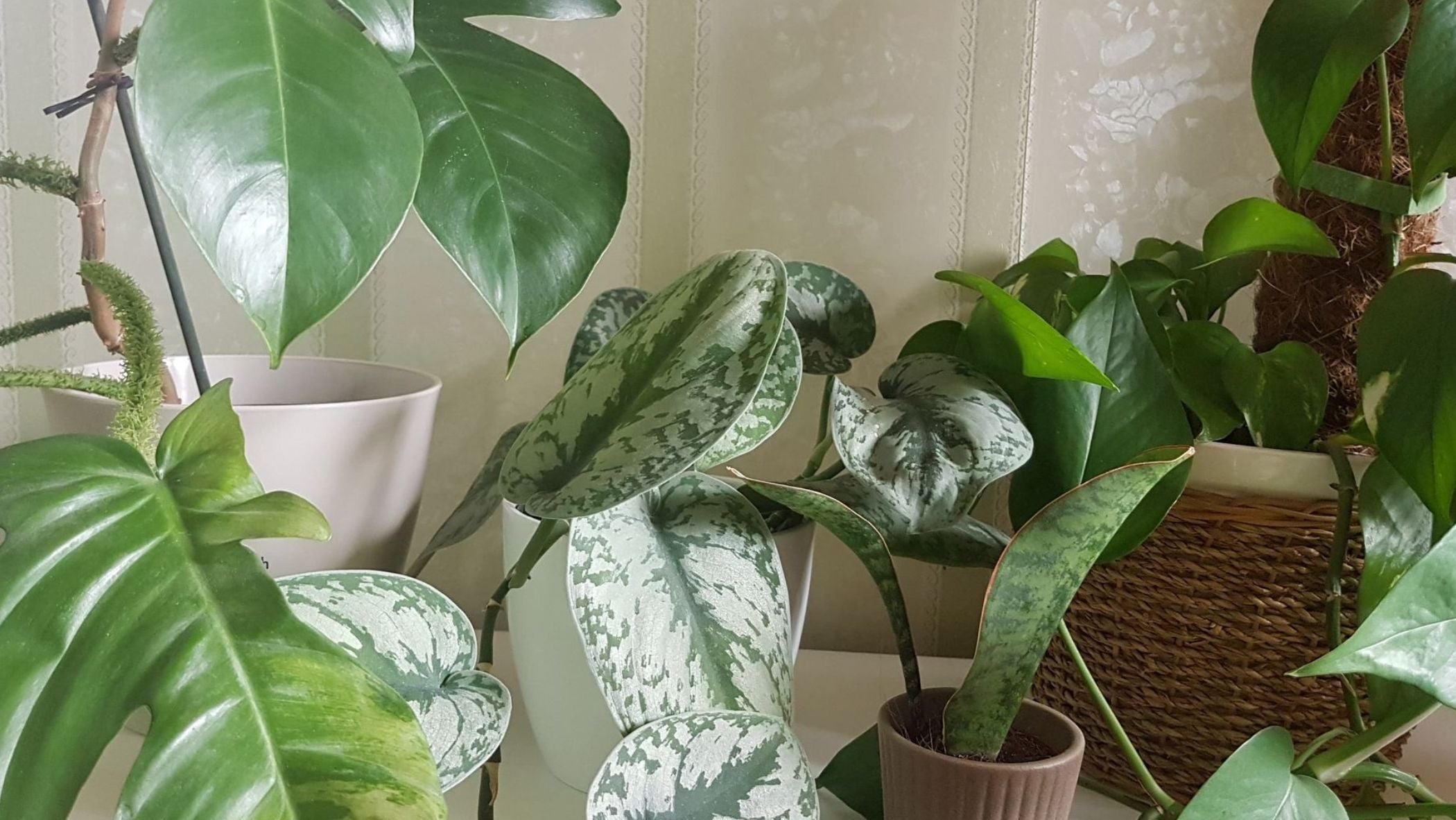 A crowd of at least six plant that reside in one corner of Julia's plant filled bedroom