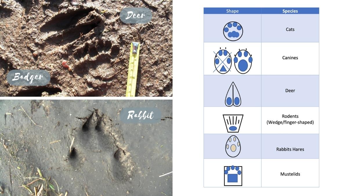 Labelled tracks of a deer, badger and rabbit one side, alongside a graphic diagram of various species' tracks, to the right