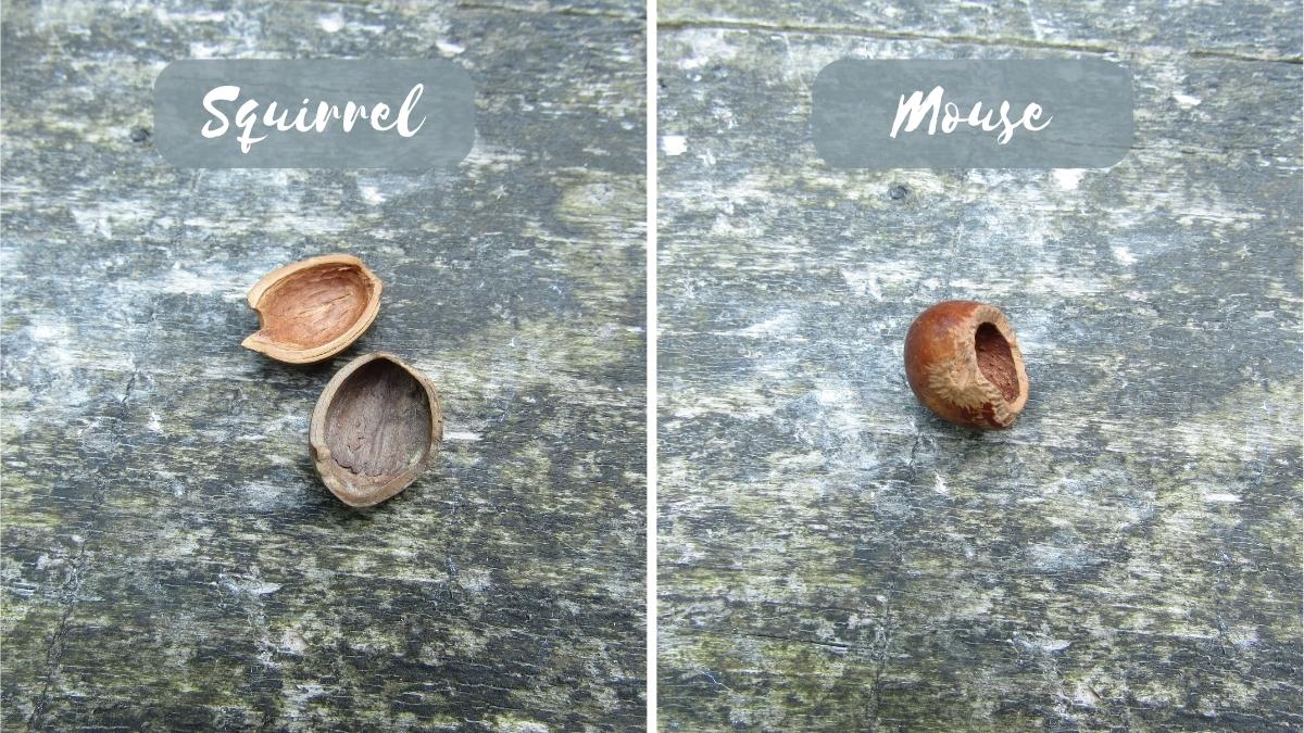 Two hazelnuts broken open, the first a clean slice down the middle (Squirrel) and the second with a section nibbled off one side (Mouse)