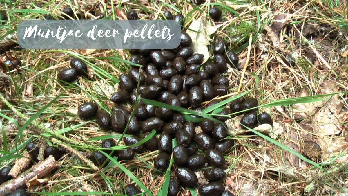 Small black scats in grass, labelled 'Muntjac deer pellets'