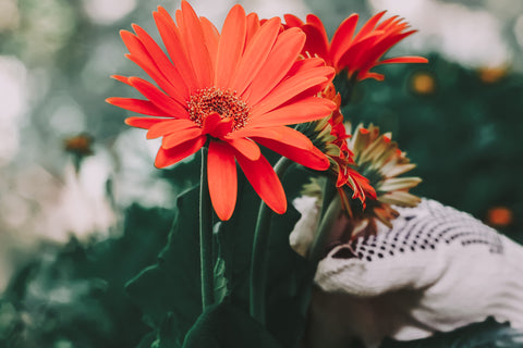 Gerbera garden plant being held by gardener with gardening gloves