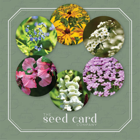 Wildflower seed cards contain: Catchfly, Clarkia, Snapdragon, Black Eyed Susan, Sweet Alyssum and Birds Eye