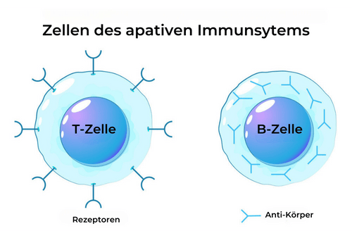 Zellen des apativen Immunsystems