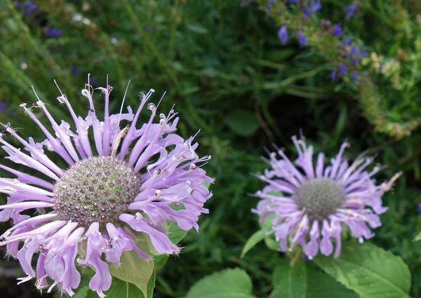 monarde fistuleuse