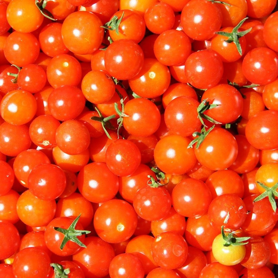 Tomate cerise 'Sweet 100' rouge (plant BIO)