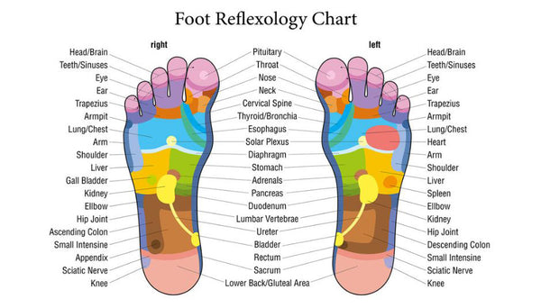 Foot Reflexology Map