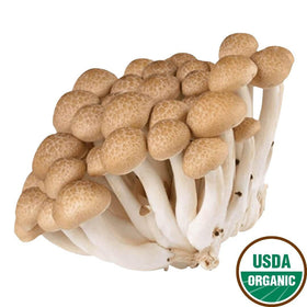 Buy wholesale Baby Gourd - ORGANIC Mushrooms