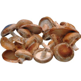 Shiitake Mushrooms - Set of 6