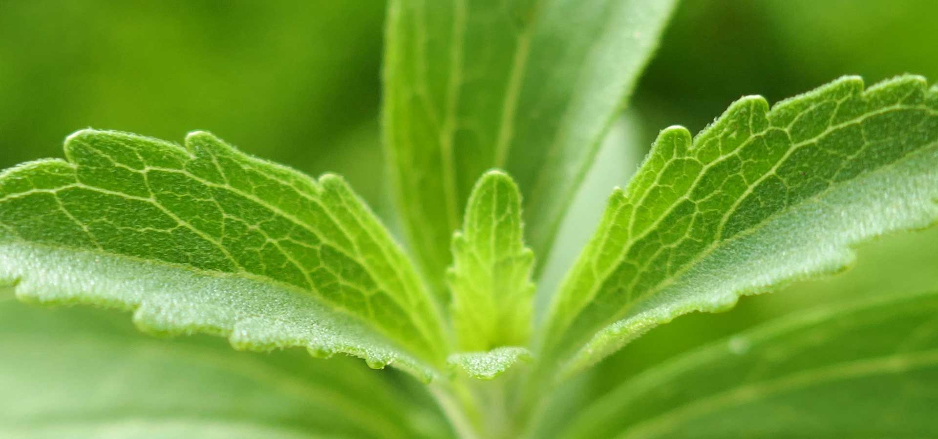 Close up of a stevia leaf - healthy sweetener, sugar alternative