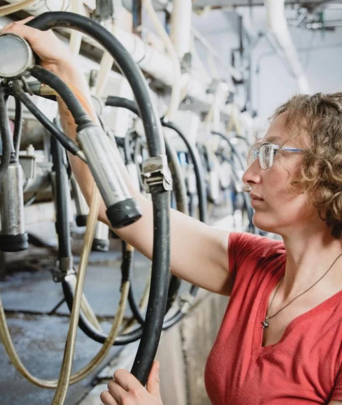 An image of a ProPreg customer and dairy farmer working with the tubes at the milk parlor. 