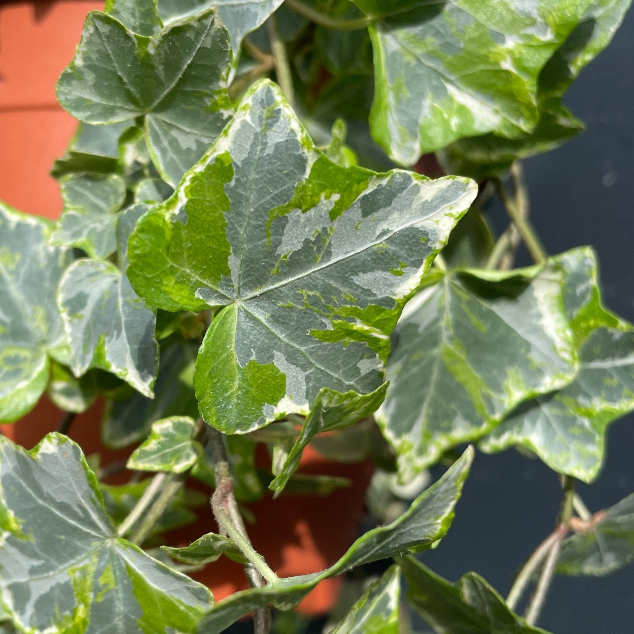 Hedera helix 'White Ripple'  BBC Gardeners World Magazine