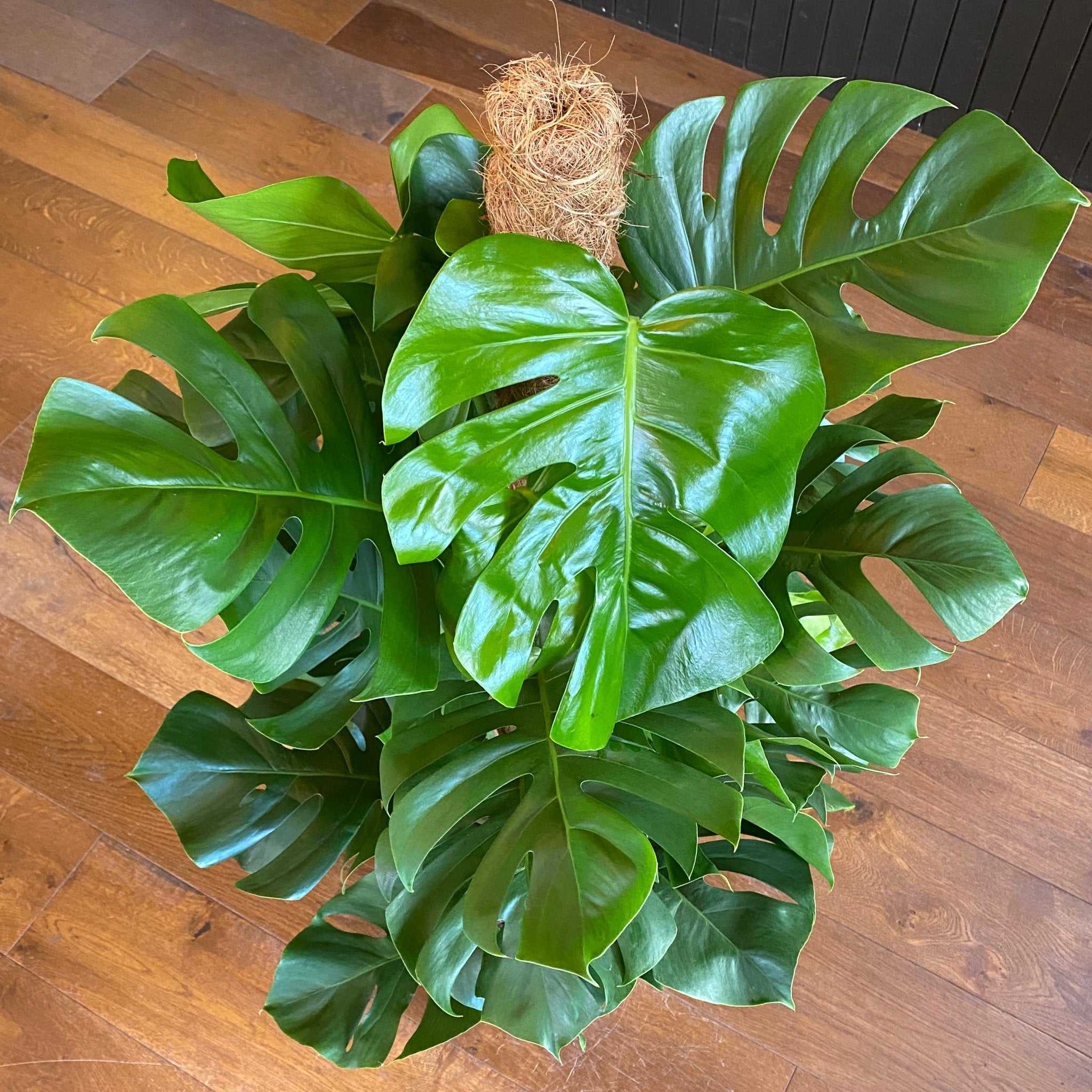 Monstera deliciosa (Moss Pole) | grow urban. Edinburgh