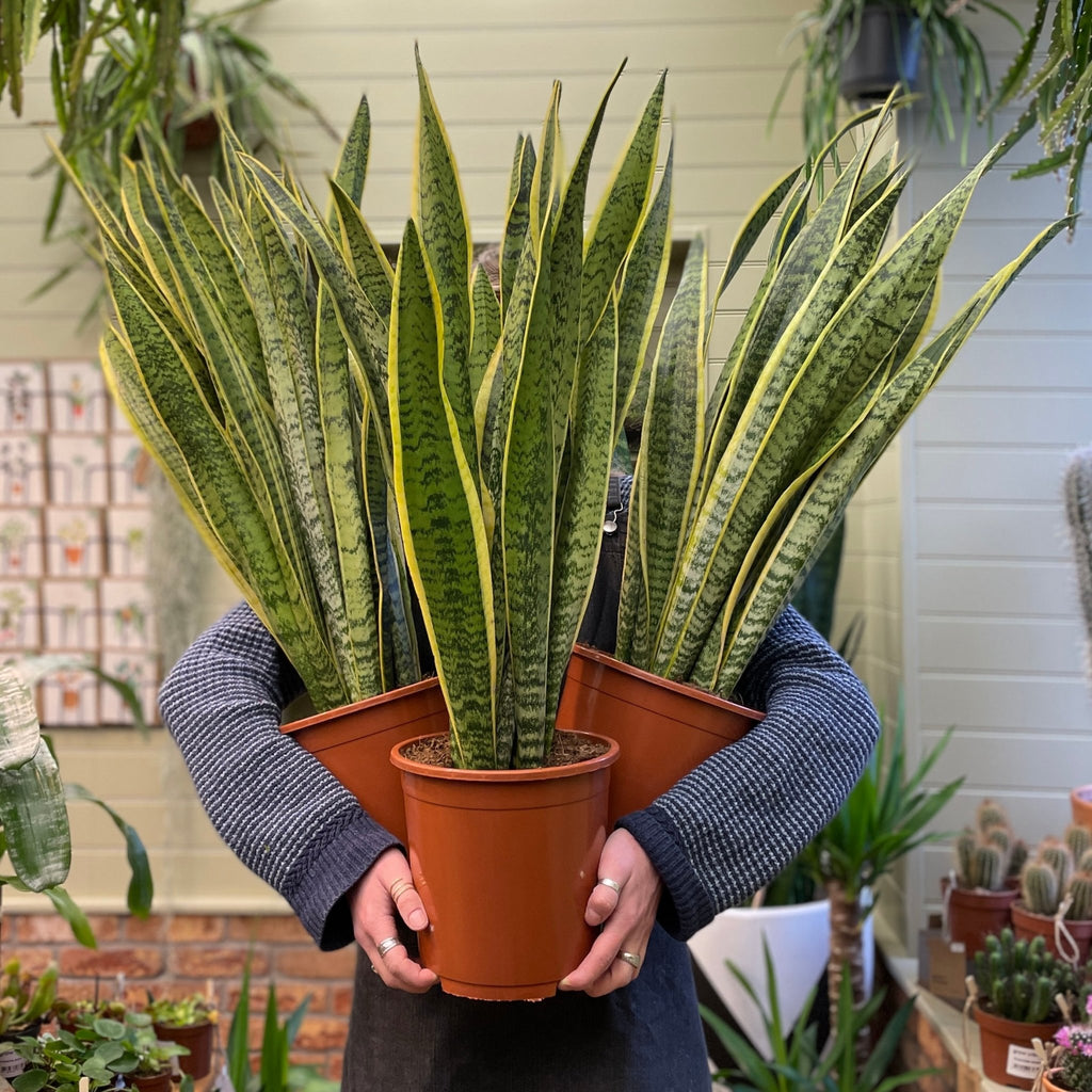 Sansevieria ‘laurentii 21cm Pot Grow Urban Edinburgh 