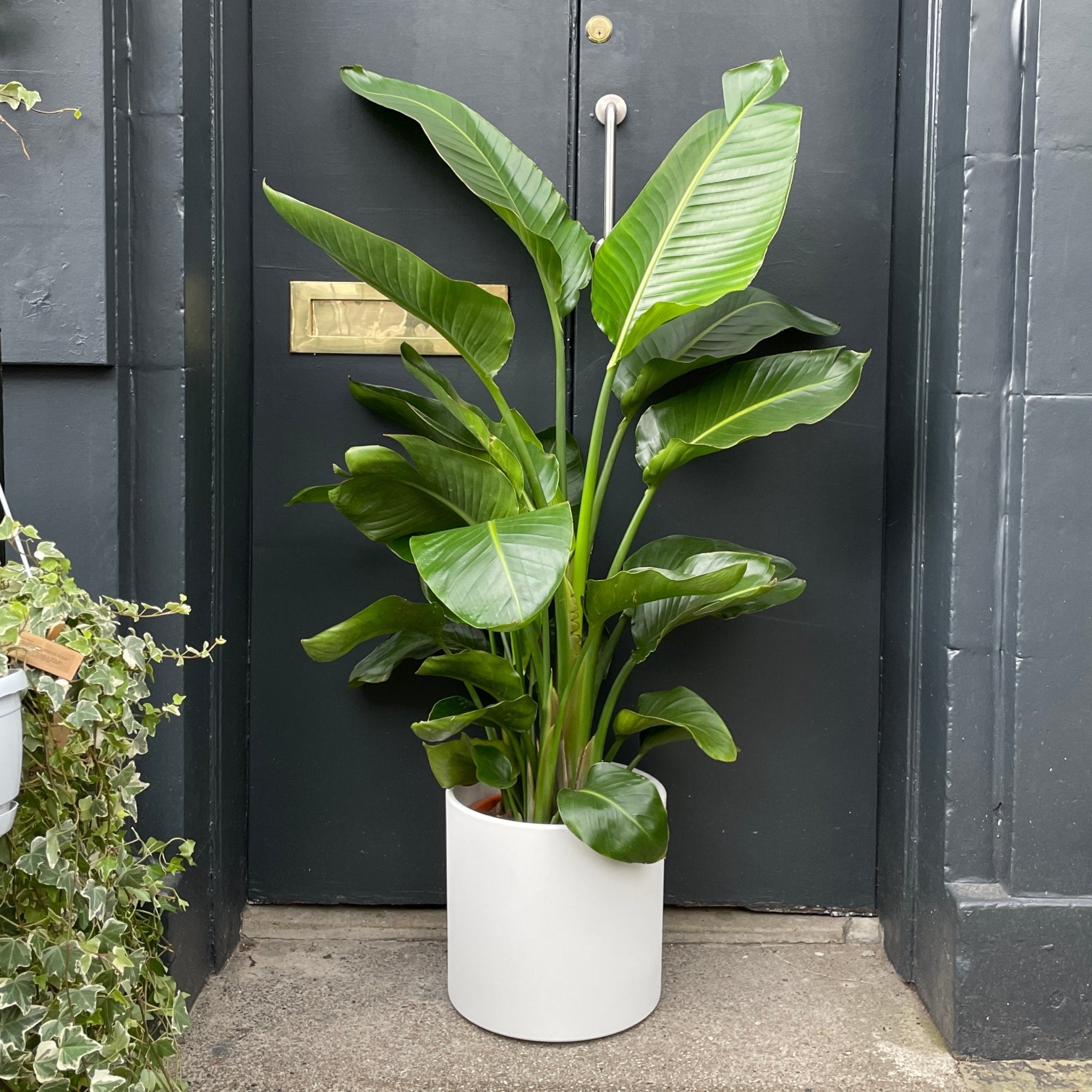 Strelitzia nicolai (130cm) | grow urban. Edinburgh