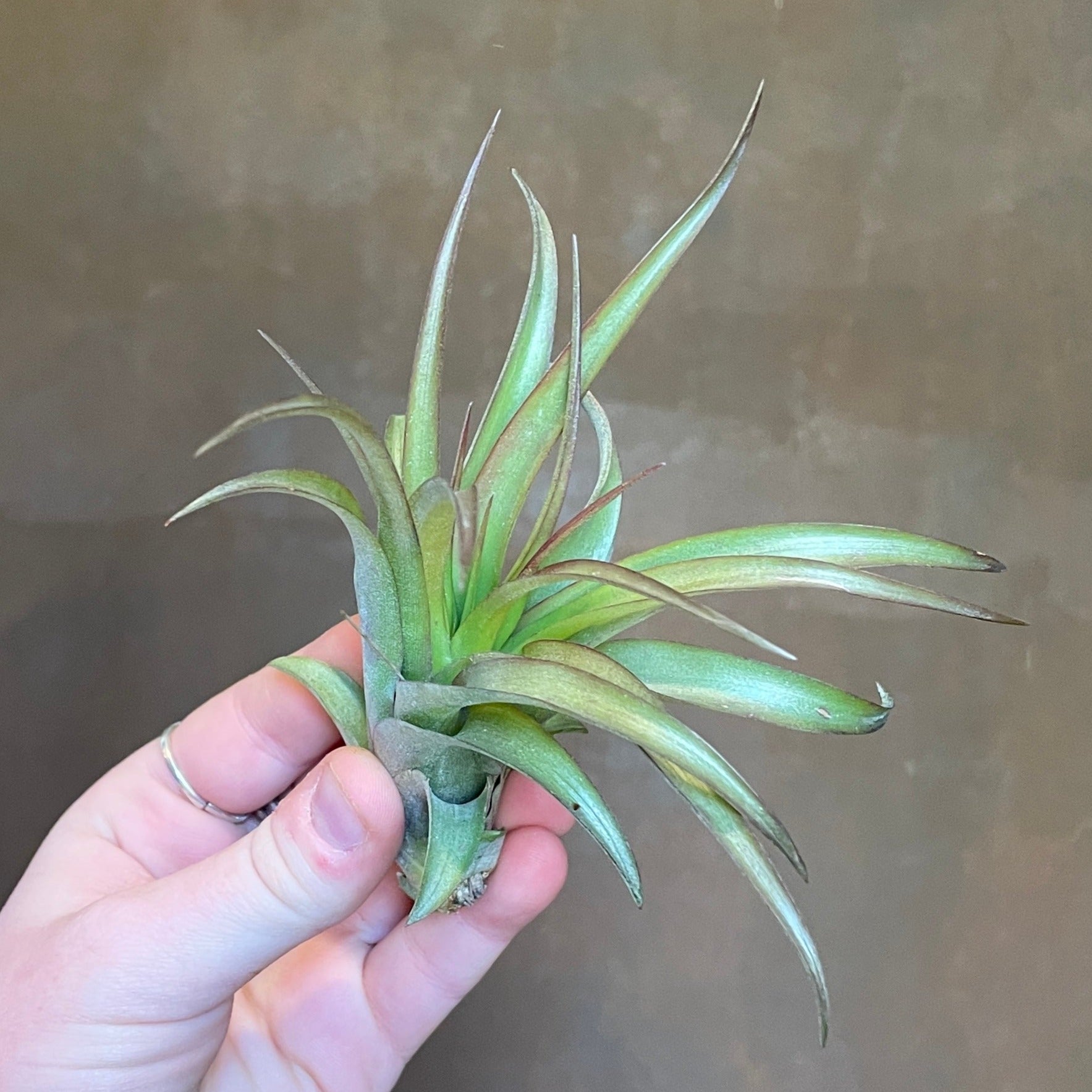 https://cdn.shopify.com/s/files/1/0509/1193/6720/products/tillandsia-air-plant-lucky-dip-969826.jpg?v=1680992613&width=1767