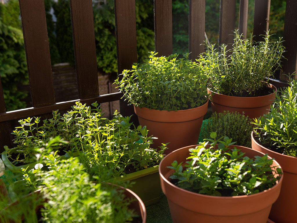 Balcony Herb garden with Oregano, rosemary, thyme, tarragon and mint