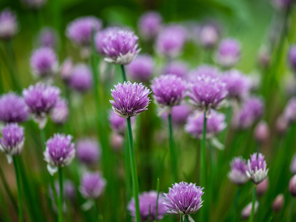 Purple chive blossoming growing in the garden