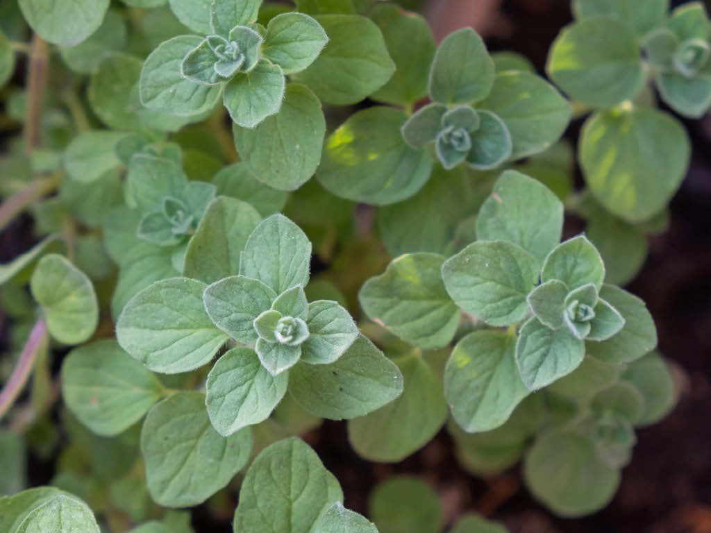 Common Oregano growing in a garden