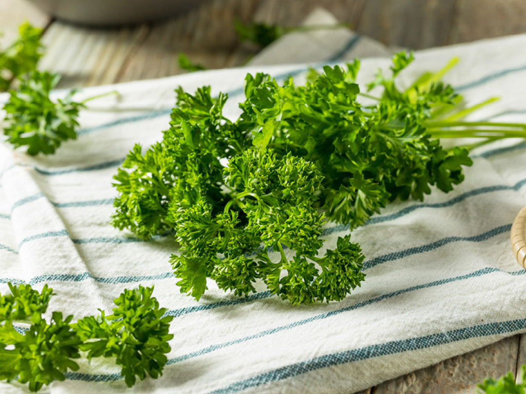 Curly parsley