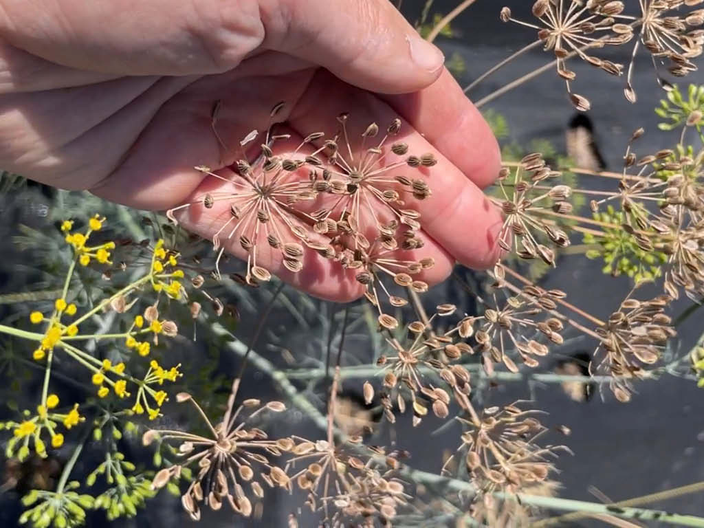 Dill flower heads drying and making seed
