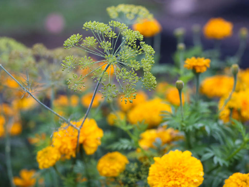 Dill and Marigolds growing together; companion plants