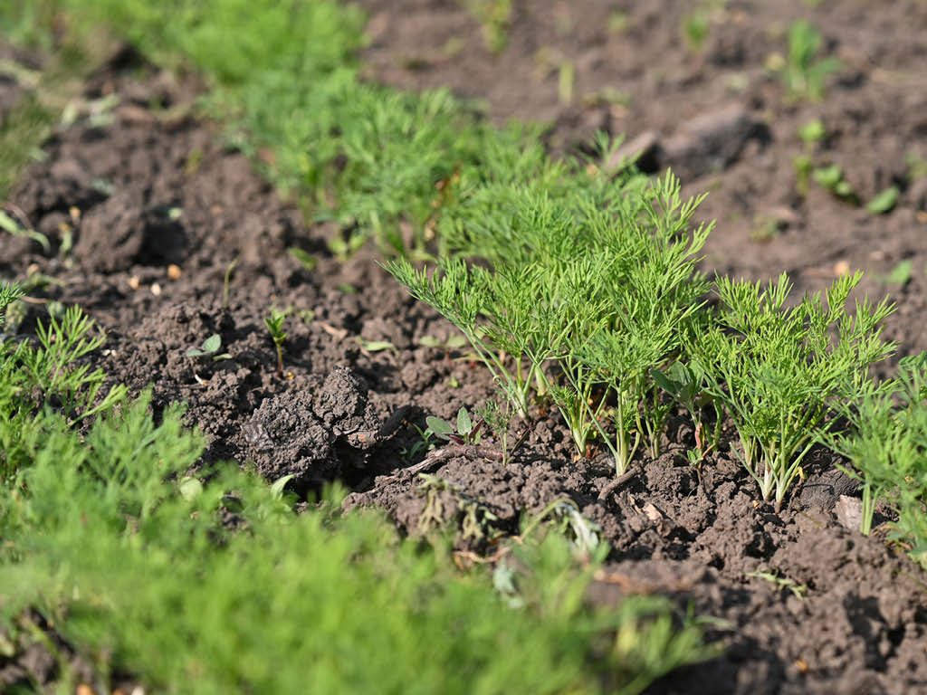Dill seedlings growing in a row outdoors