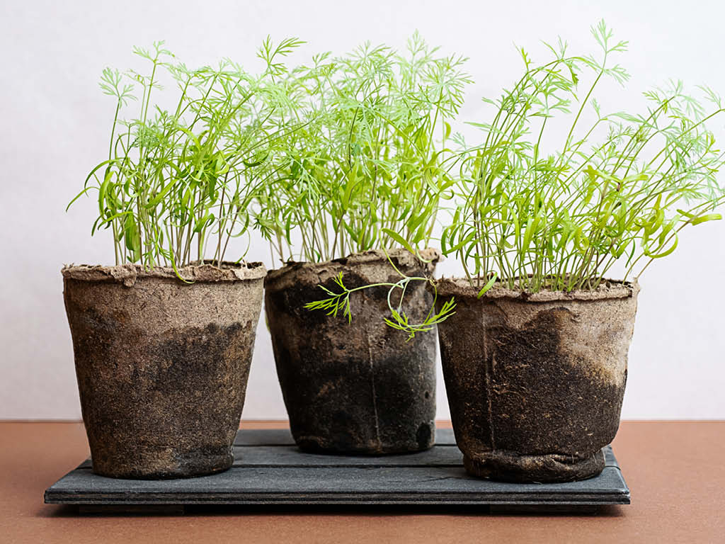 Dill seedlings growing in biodegradable pots