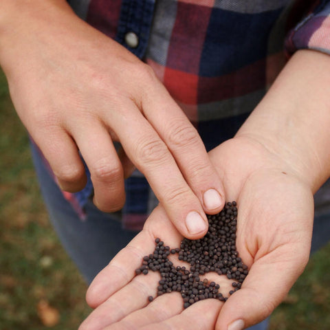 seeds, organic seeds