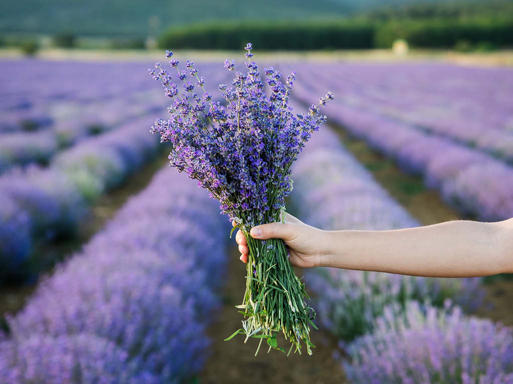 English lavender bouquet in a lavender field