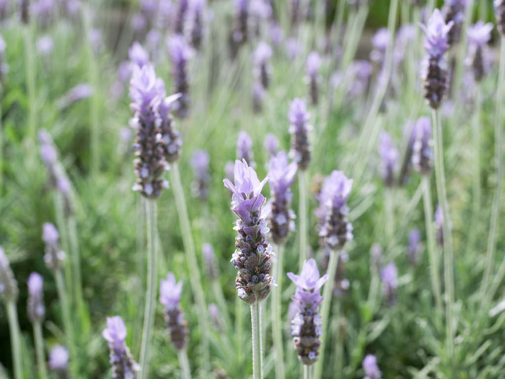 French lavender growing in the garden