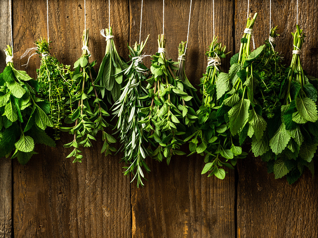 Fresh herbs hanging to dry, oregano, rosemary, mint, thyme and sage.